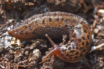 Snegl